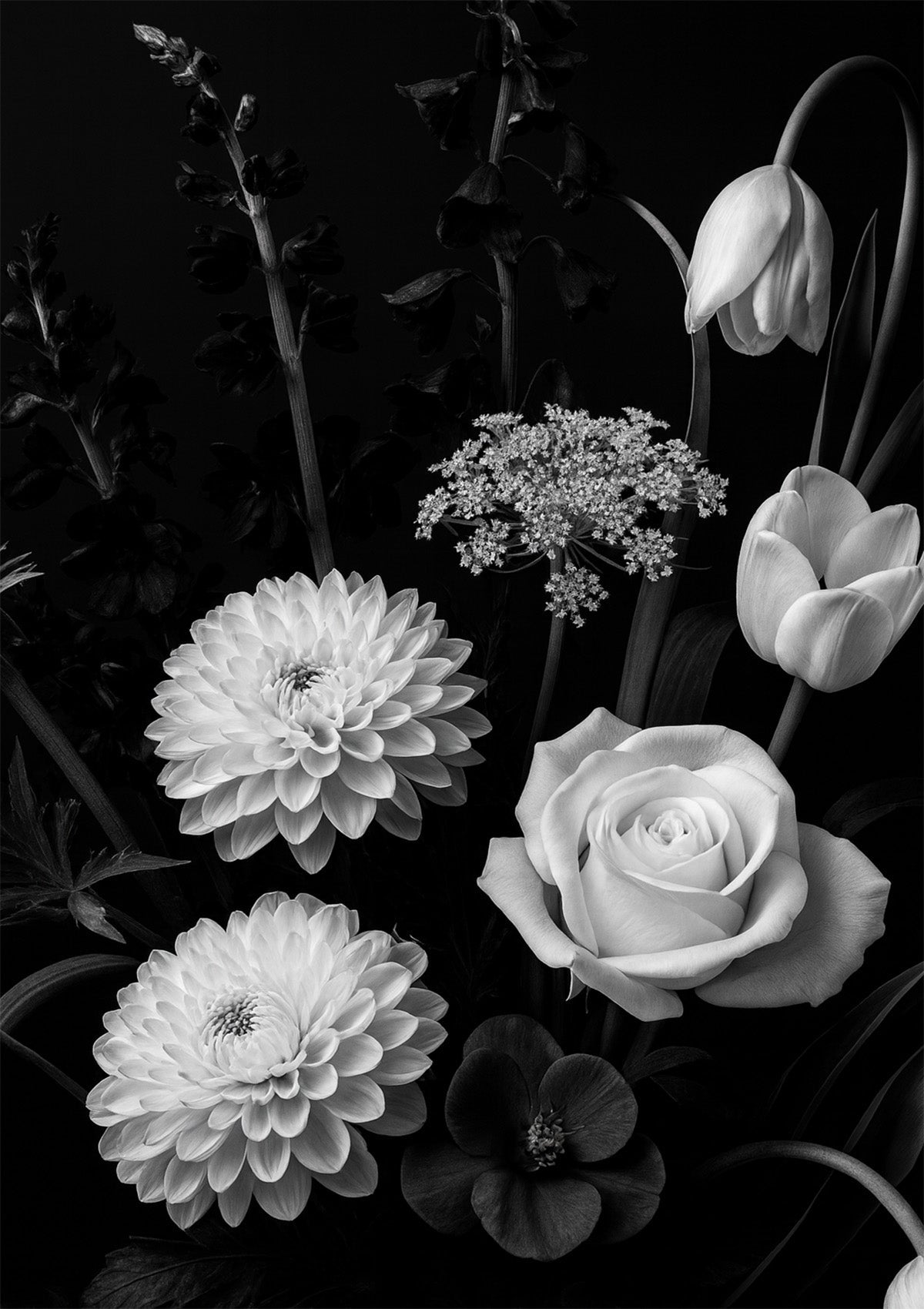 Noir Bloom